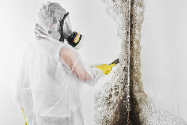 Certified Mold Removal in Allyn, WA