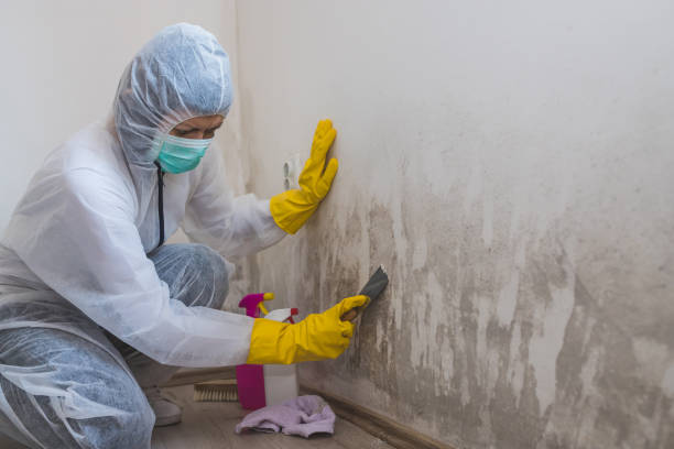 Best Attic Mold Removal  in Allyn, WA